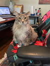 Harley - Gentle Giant - ASAP Foster/Perm. Home