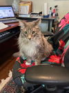 Harley - Gentle Giant - ASAP Foster/Perm. Home