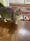 Harley - Gentle Giant - ASAP Foster/Perm. Home