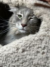Harley - Gentle Giant - ASAP Foster/Perm. Home