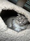 Harley - Gentle Giant - ASAP Foster/Perm. Home