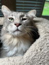 Harley - Gentle Giant - ASAP Foster/Perm. Home