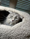 Harley - Gentle Giant - ASAP Foster/Perm. Home