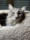 Harley - Gentle Giant - ASAP Foster/Perm. Home