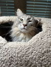 Harley - Gentle Giant - ASAP Foster/Perm. Home