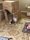 Harley - Gentle Giant - ASAP Foster/Perm. Home