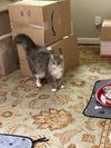 Harley - Gentle Giant - ASAP Foster/Perm. Home