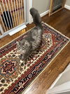 Harley - Gentle Giant - ASAP Foster/Perm. Home