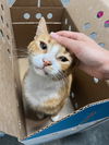 Gum Drop! LAP SITTER/Orge. Tabby the best!