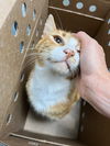 Gum Drop! LAP SITTER/Orge. Tabby the best!