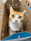 Gum Drop! LAP SITTER/Orge. Tabby the best!