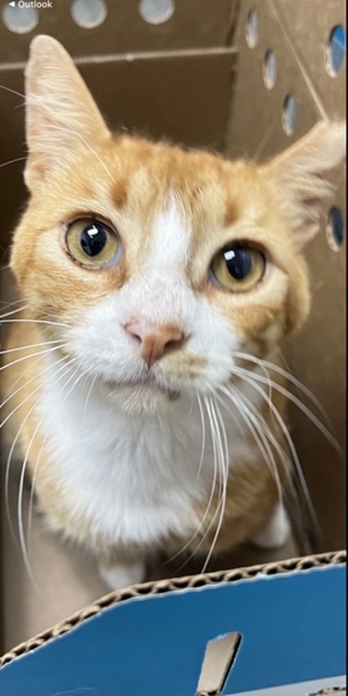 Gum Drop! LAP SITTER/Orge. Tabby the best!