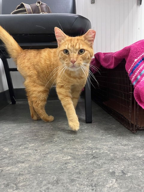 SAL - Amazing ORANGE TABBY, the BEST!