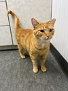 SAL - Amazing ORANGE TABBY, the BEST!