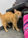 SAL - Amazing ORANGE TABBY, the BEST!