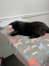 Little Liza - 20 years young! SO EASY! FOSTER ASAP