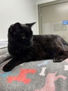 Little Liza - 20 years young! SO EASY! FOSTER ASAP