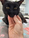 Little Liza - 20 years young! SO EASY! FOSTER ASAP