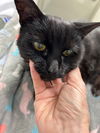 Little Liza - 20 years young! SO EASY! FOSTER ASAP