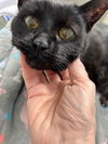 Little Liza - 20 years young! SO EASY! FOSTER ASAP