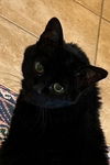 adoptable Cat in , GA named Little LIZA- Two Decades of Grace