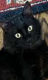 TOMMY - Black Beauty - Fun Comedy Routine!