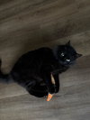 TOMMY - Black Beauty - Fun Comedy Routine!