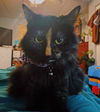 Ava - Dark and Mysterious - Torti Long Hair