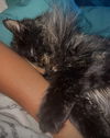 Ava - Dark and Mysterious - Torti Long Hair