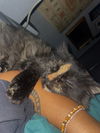 Ava - Dark and Mysterious - Torti Long Hair