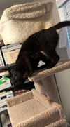 Salem - 