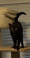 Salem - 