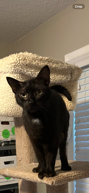 Salem - 