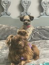 adoptable Dog in , GA named JoJo and Gracie