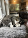 Cookie - Photo 1