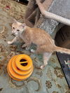 Jasper - Cream Puff TABBY - Needs a Home ASAP!