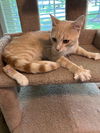 Jasper - Cream Puff TABBY - Needs a Home ASAP!
