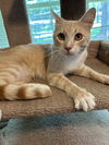 Jasper - Cream Puff TABBY - Needs a Home ASAP!