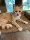 Jasper - Cream Puff TABBY - Needs a Home ASAP!
