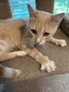 Jasper - Cream Puff TABBY - Needs a Home ASAP!