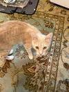 Jasper - Cream Puff TABBY - Needs a Home ASAP!