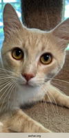 adoptable Cat in  named Jasper - Cream Puff TABBY - Needs a Home ASAP!