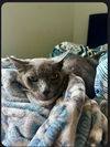 Mac - Russian Blue