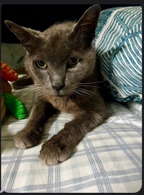 Mac - Russian Blue