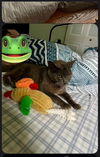 Mac - Russian Blue