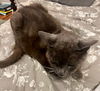 Mac - Russian Blue