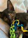 adoptable Cat in  named Skittles - Experience the Rainbow