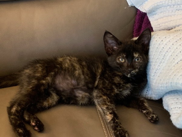 Skittles - Torti - Experience the Rainbow!