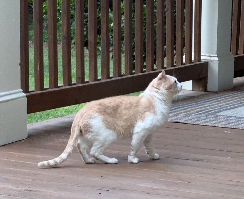adoptable Cat in Atlanta, GA named Biscuit - So Dough-lightful