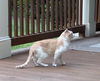 adoptable Cat in  named Biscuit - So Dough-lightful